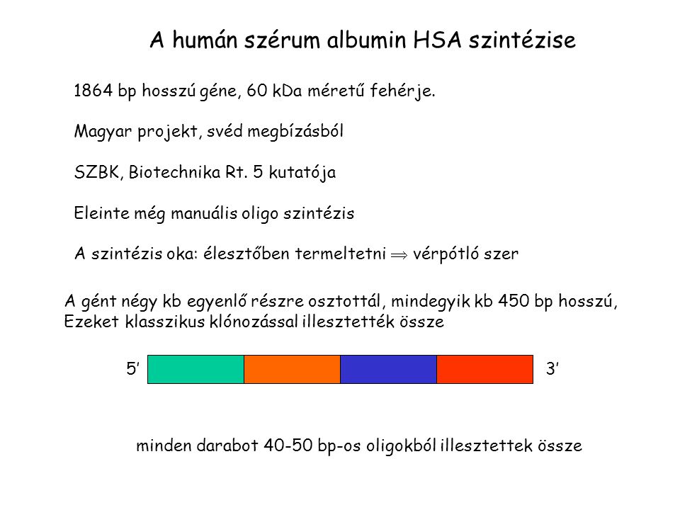A humán szérum albumin HSA szintézise