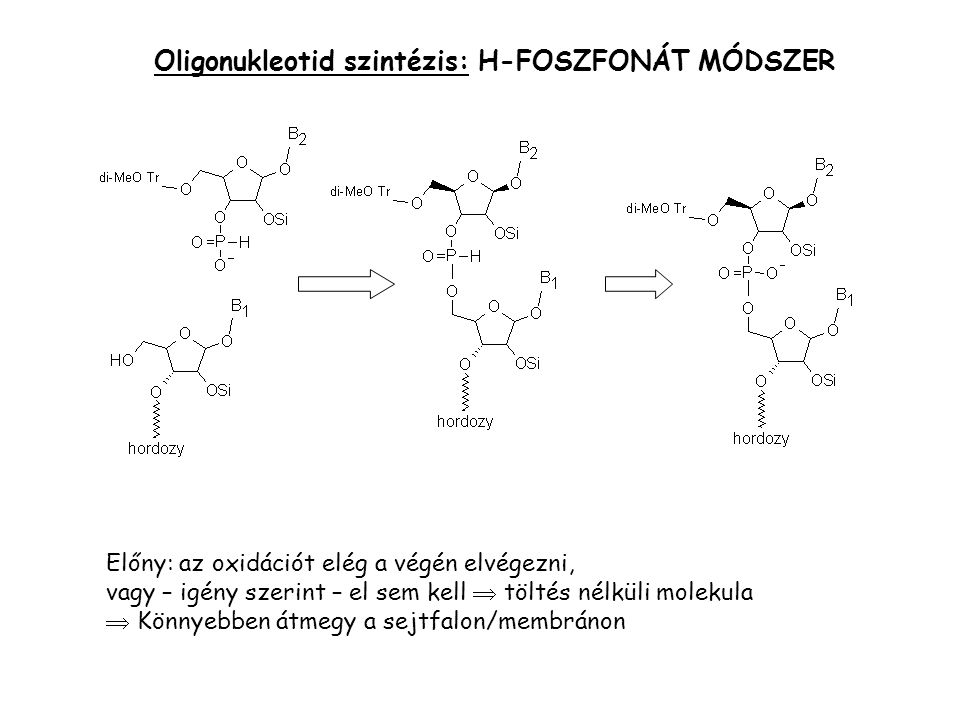 Oligonukleotid szintézis: H-FOSZFONÁT MÓDSZER