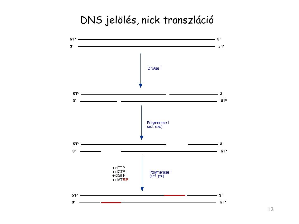 DNS jelölés, nick transzláció