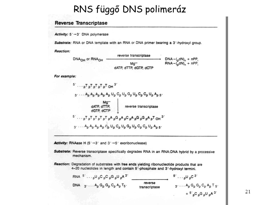 RNS függő DNS polimeráz