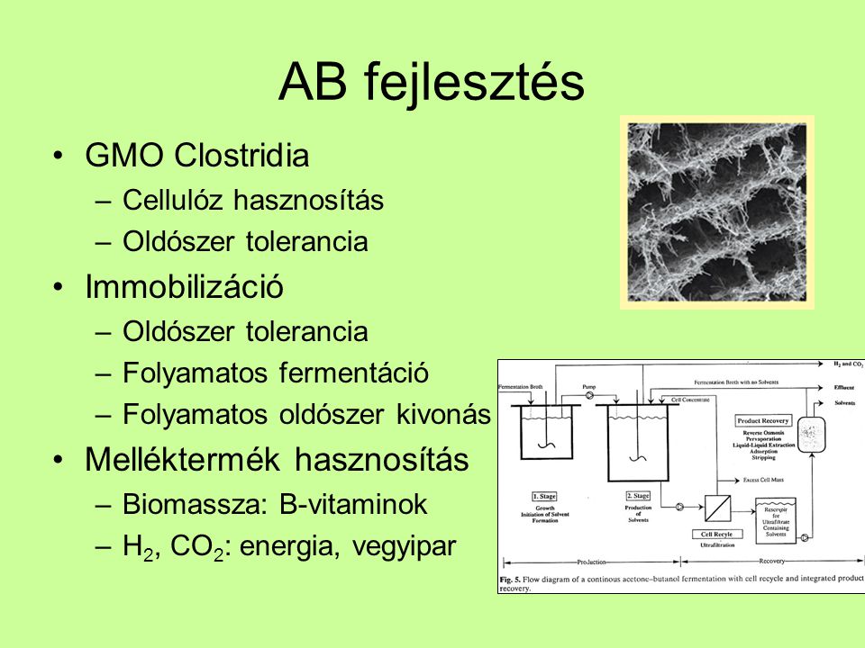 AB fejlesztés GMO Clostridia Immobilizáció Melléktermék hasznosítás