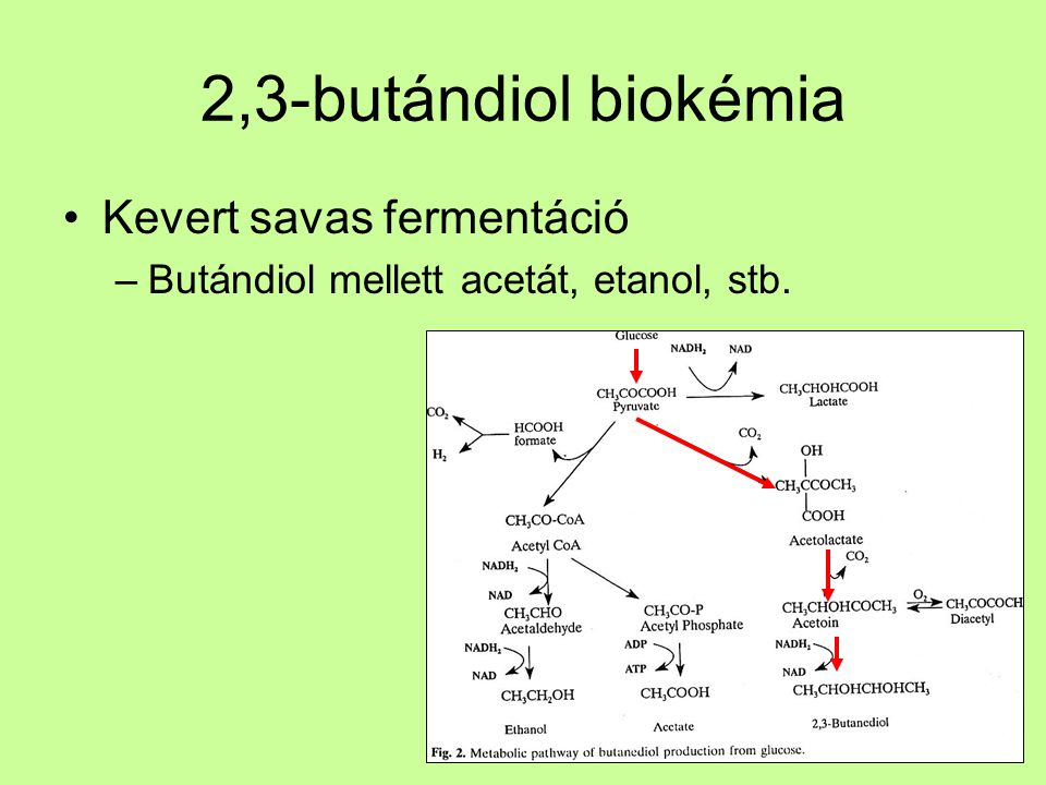 2,3-butándiol biokémia Kevert savas fermentáció