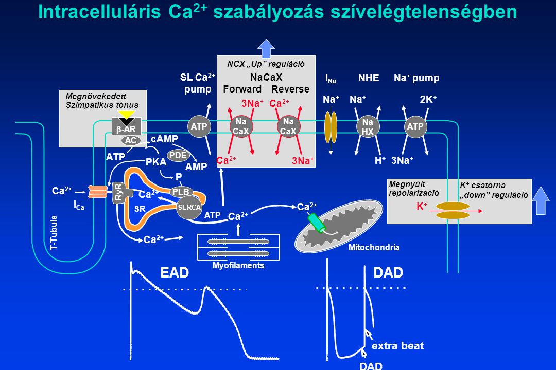 Intracelluláris Ca2+ szabályozás szívelégtelenségben