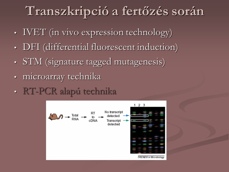 Transzkripció a fertőzés során
