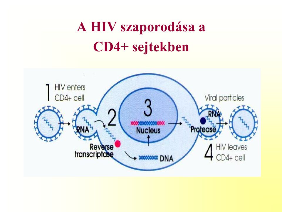 A HIV szaporodása a CD4+ sejtekben