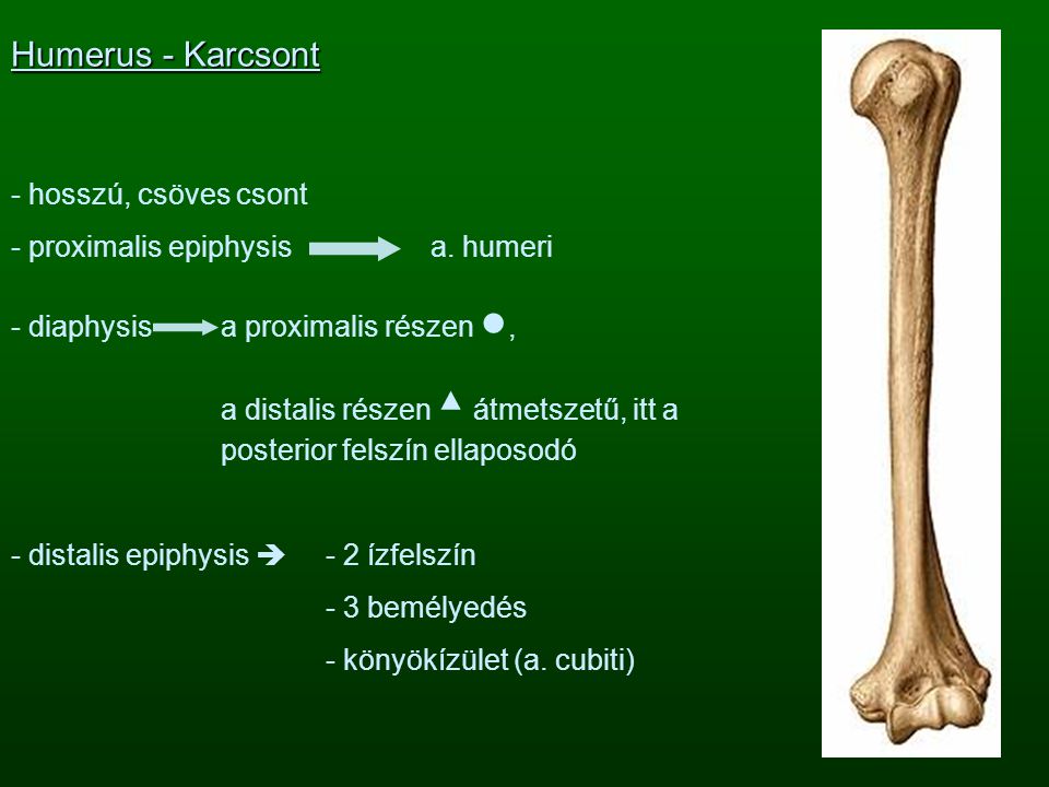 Humerus - Karcsont hosszú, csöves csont proximalis epiphysis a. humeri
