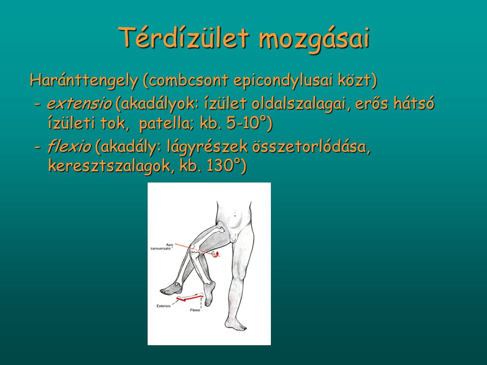 Térdízület mozgásai Haránttengely (combcsont epicondylusai közt)