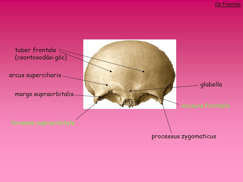 tuber frontale (csontosodási góc)