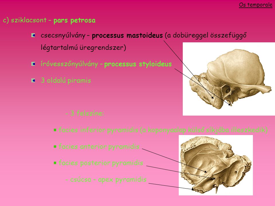 c) sziklacsont – pars petrosa