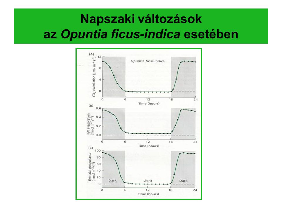 Napszaki változások az Opuntia ficus-indica esetében