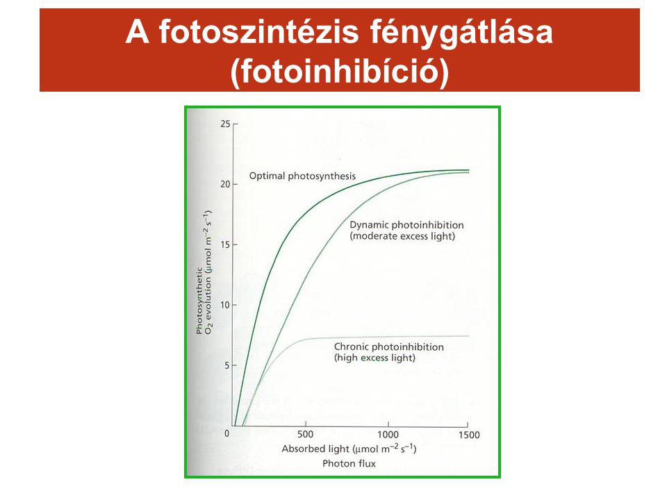 A fotoszintézis fénygátlása (fotoinhibíció)