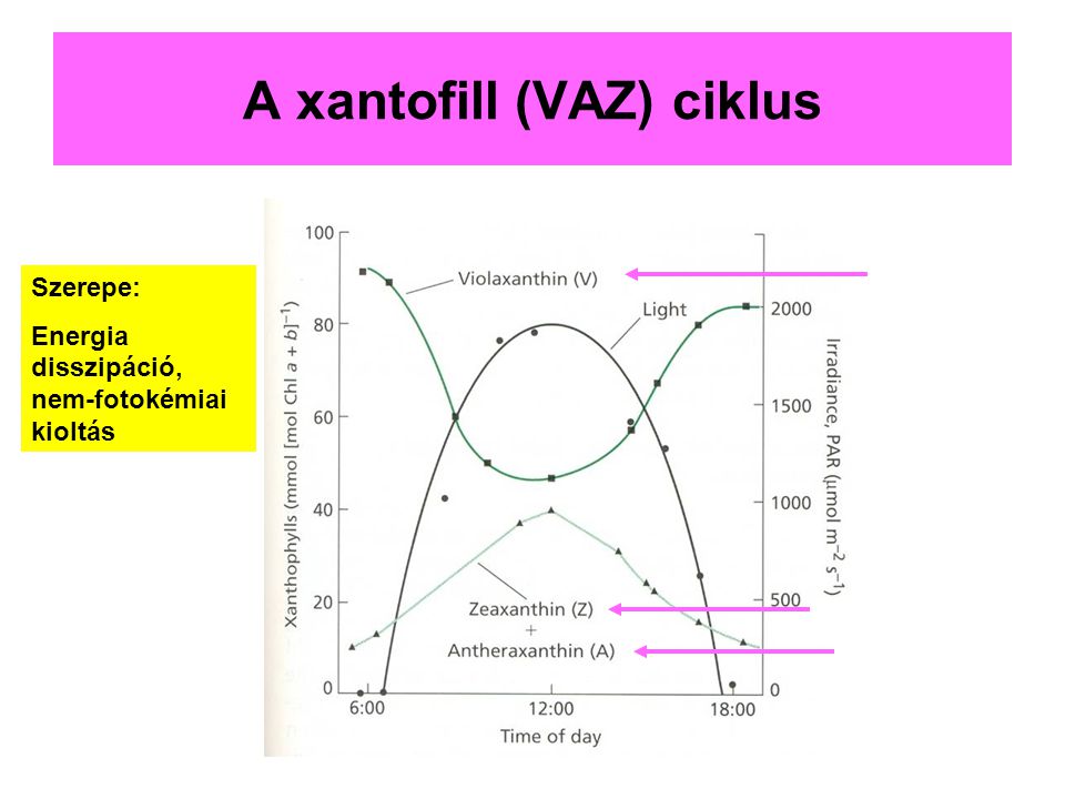 A xantofill (VAZ) ciklus
