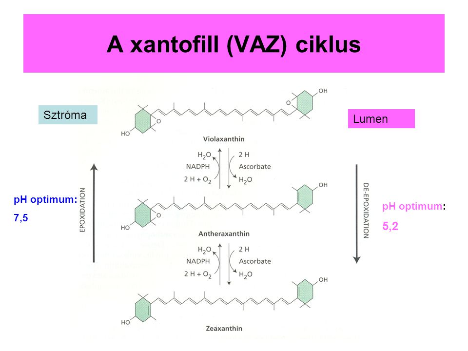A xantofill (VAZ) ciklus