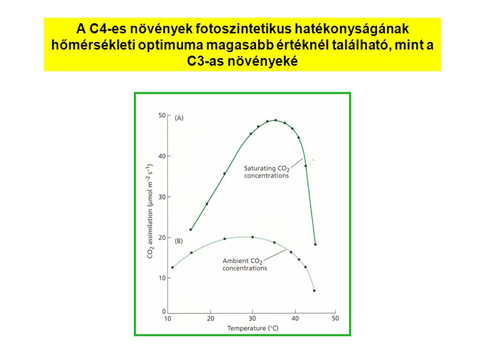 A C4-es növények fotoszintetikus hatékonyságának hőmérsékleti optimuma magasabb értéknél található, mint a C3-as növényeké