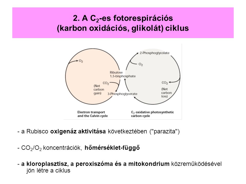 2. A C2-es fotorespirációs (karbon oxidációs, glikolát) ciklus