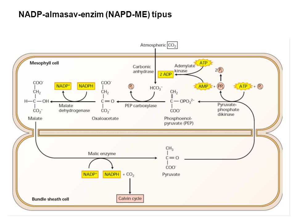 NADP-almasav-enzim (NAPD-ME) típus