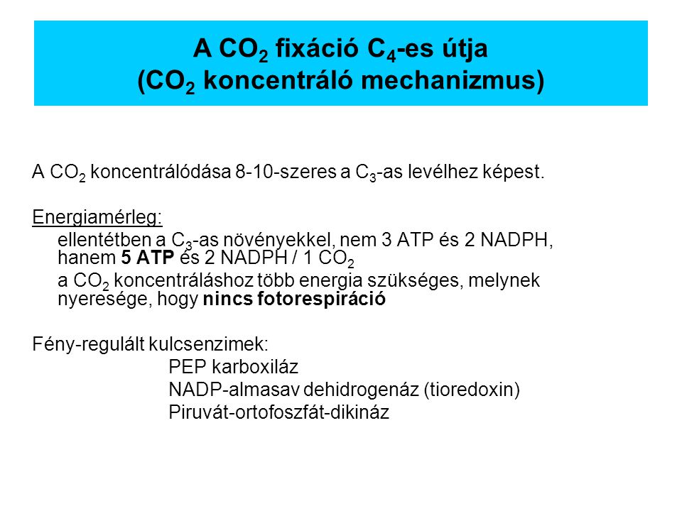 A CO2 fixáció C4-es útja (CO2 koncentráló mechanizmus)