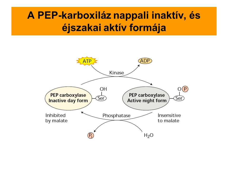 A PEP-karboxiláz nappali inaktív, és éjszakai aktív formája
