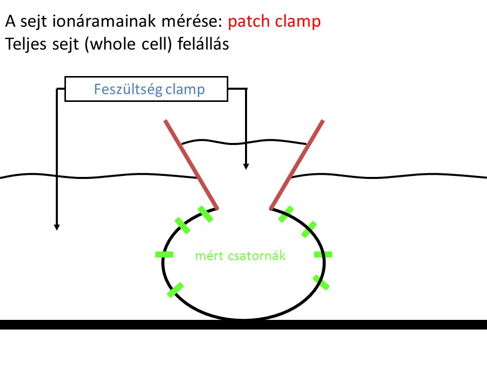 A sejt ionáramainak mérése: patch clamp