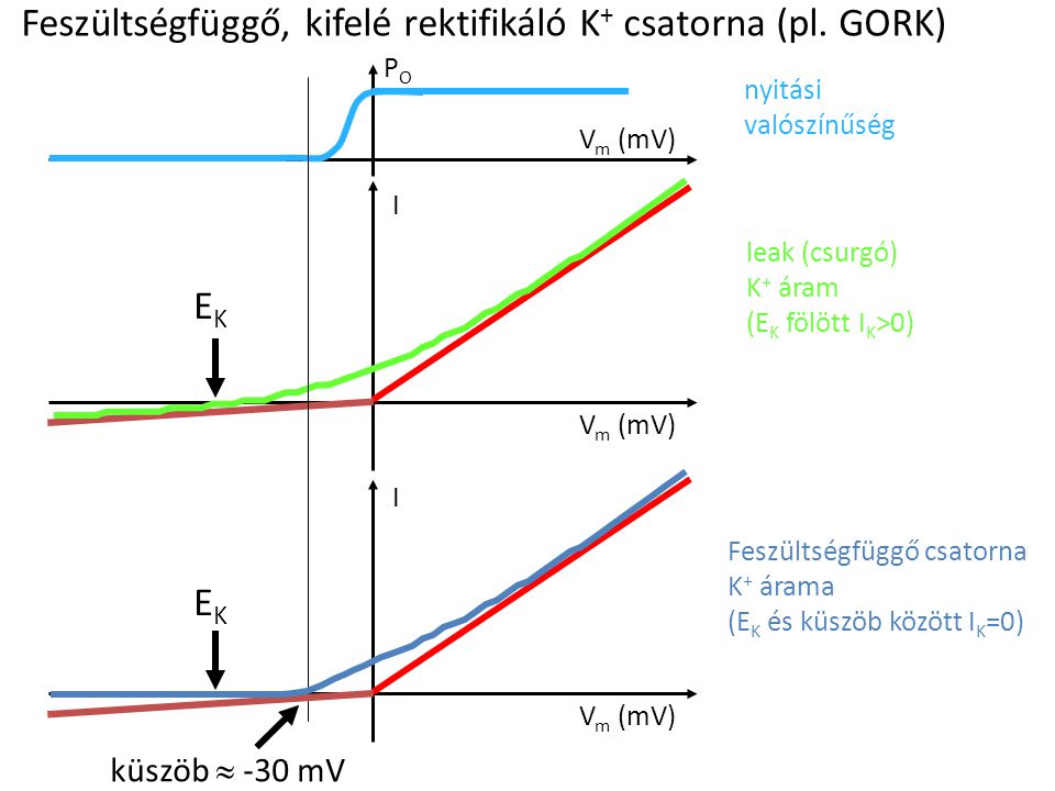 Feszültségfüggő, kifelé rektifikáló K+ csatorna (pl. GORK)