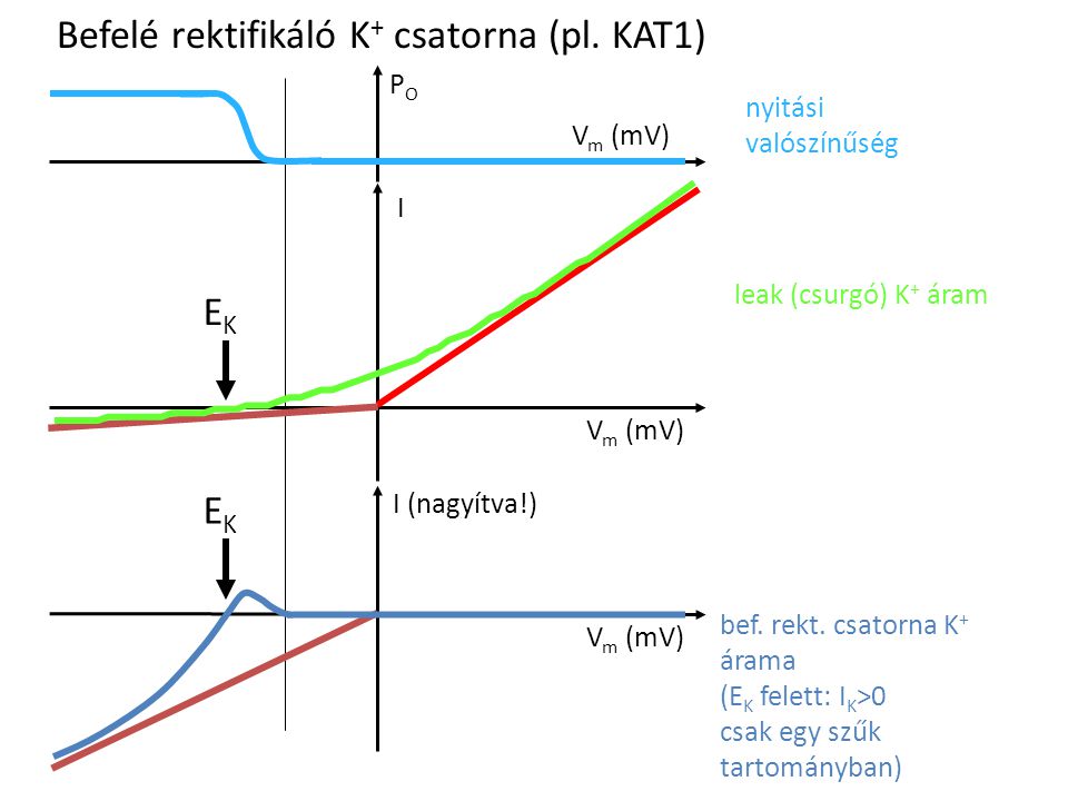Befelé rektifikáló K+ csatorna (pl. KAT1)