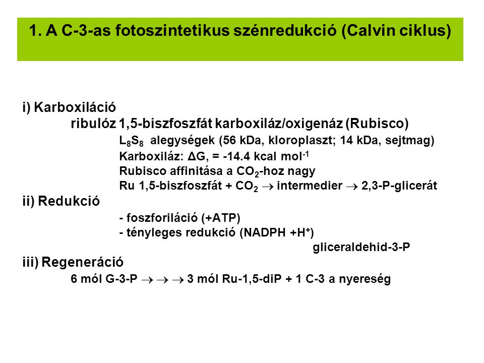1. A C-3-as fotoszintetikus szénredukció (Calvin ciklus)