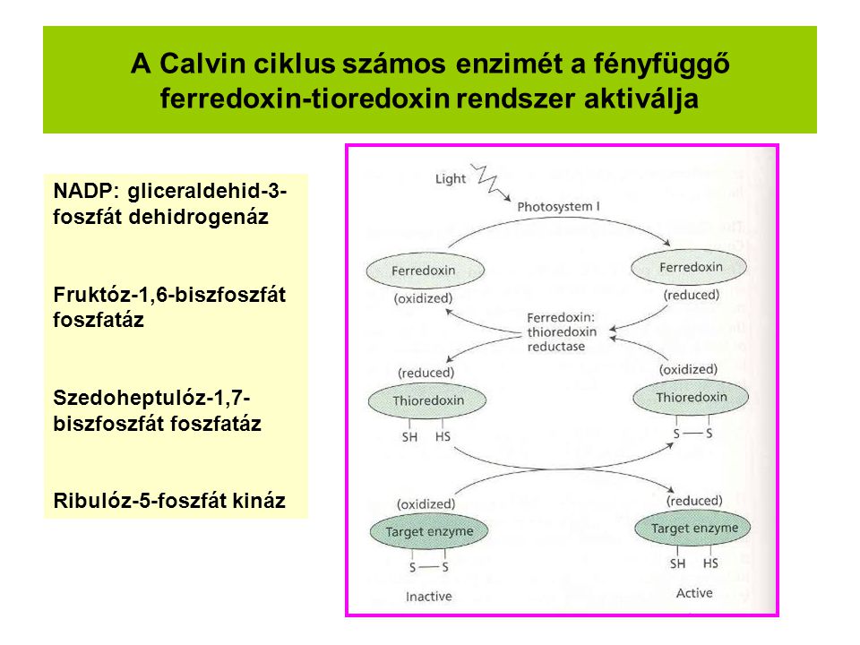 A Calvin ciklus számos enzimét a fényfüggő ferredoxin-tioredoxin rendszer aktiválja