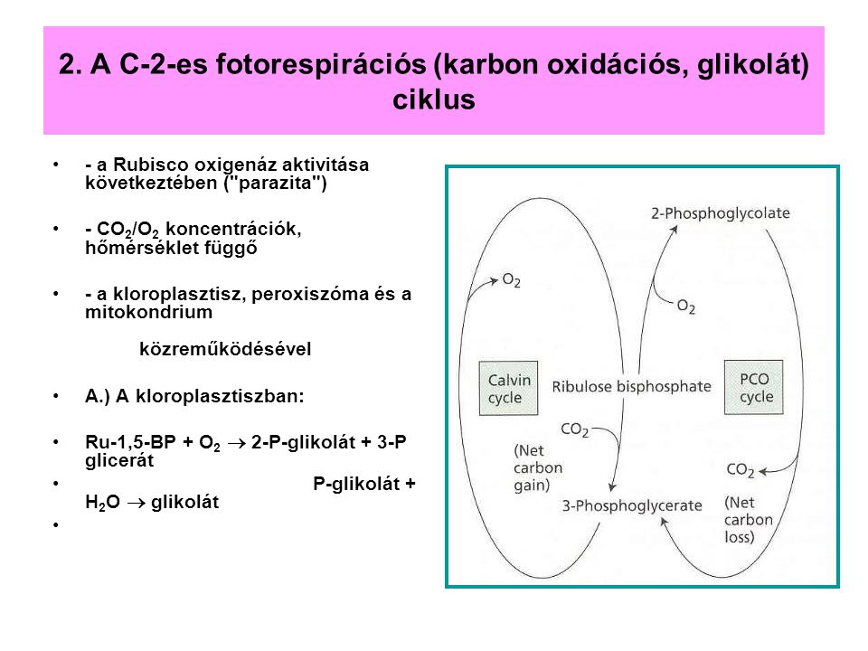 2. A C-2-es fotorespirációs (karbon oxidációs, glikolát) ciklus