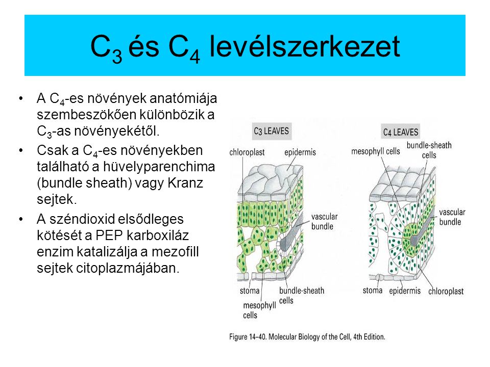 C3 és C4 levélszerkezet A C4-es növények anatómiája szembeszökően különbözik a C3-as növényekétől.