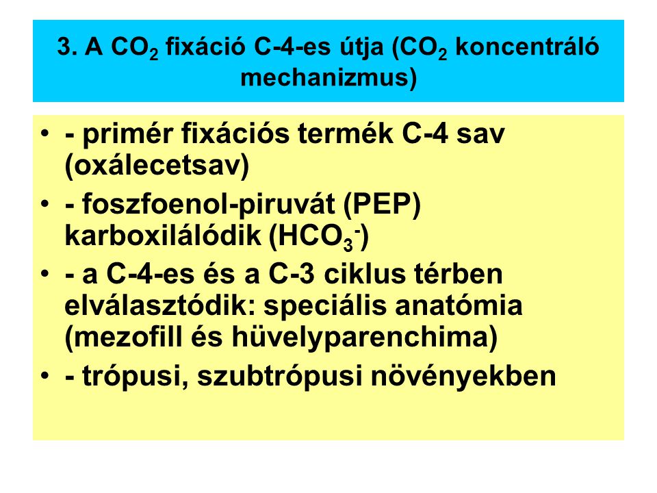 3. A CO2 fixáció C-4-es útja (CO2 koncentráló mechanizmus)