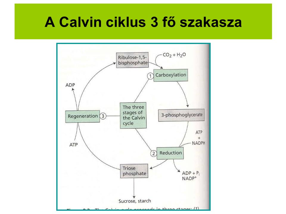 A Calvin ciklus 3 fő szakasza