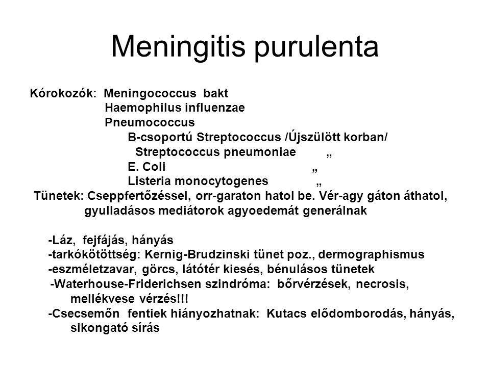 Meningitis purulenta Kórokozók: Meningococcus bakt