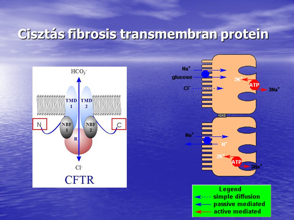 Cisztás fibrosis transmembran protein