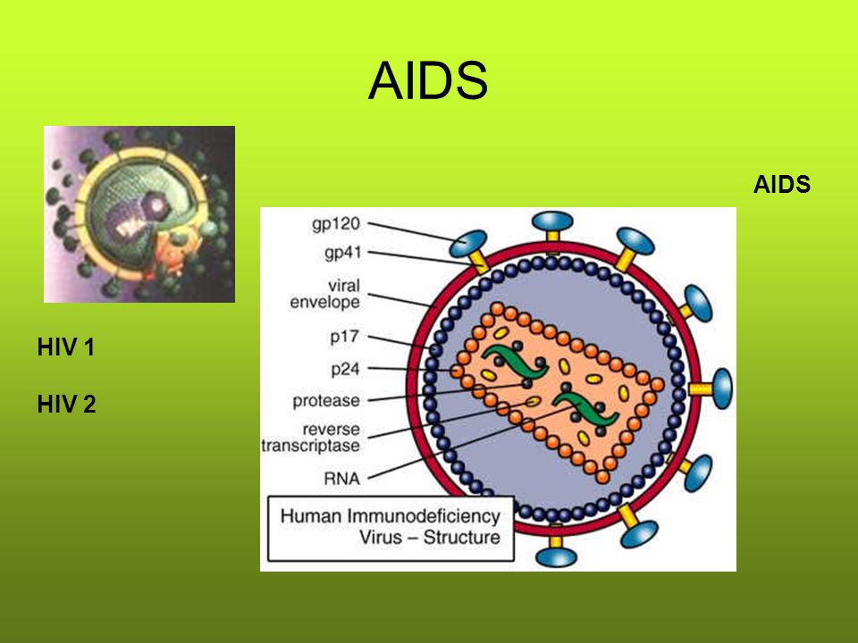 AIDS AIDS HIV 1 HIV 2