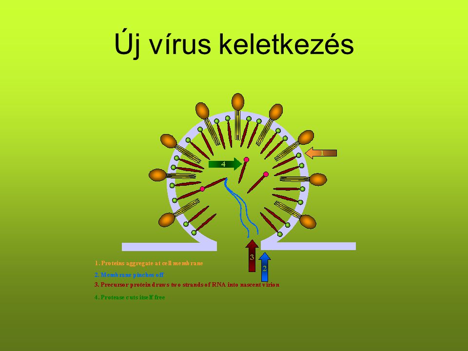 Új vírus keletkezés