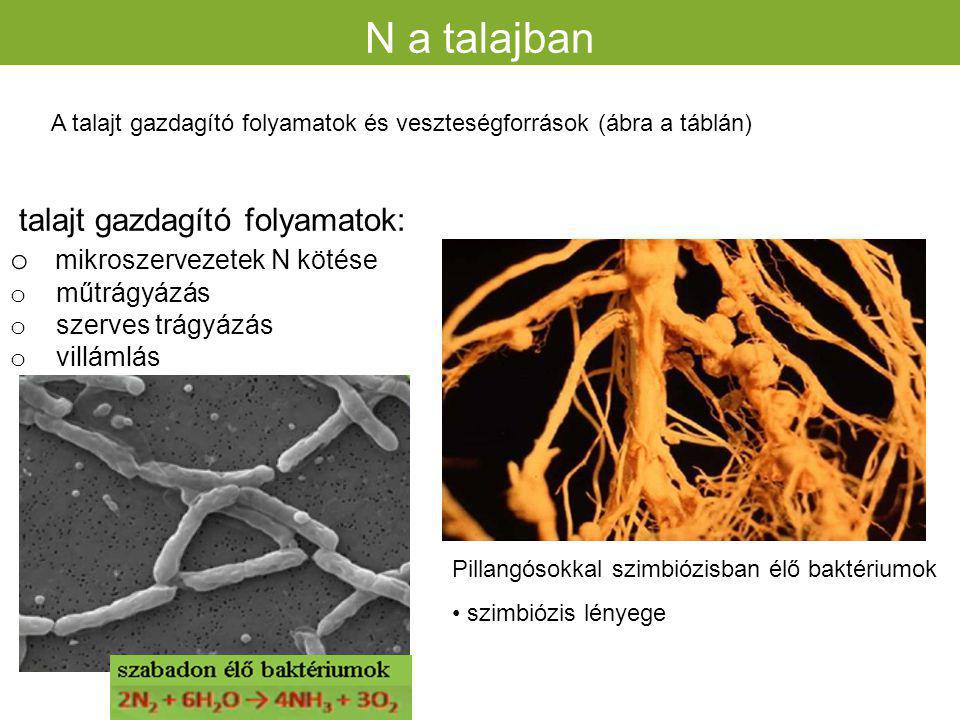 N a talajban talajt gazdagító folyamatok: mikroszervezetek N kötése