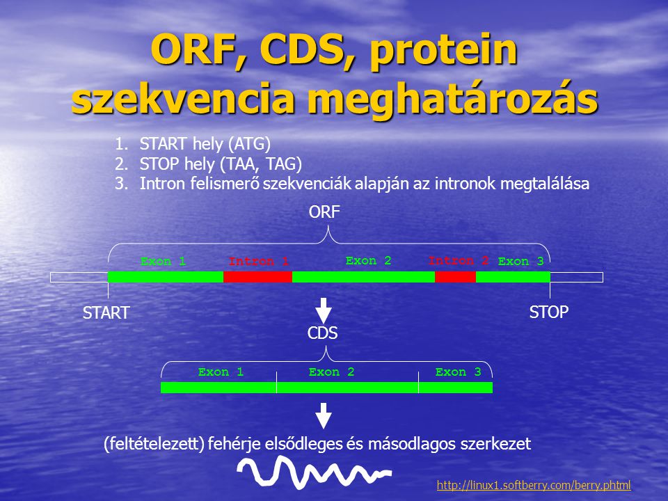ORF, CDS, protein szekvencia meghatározás