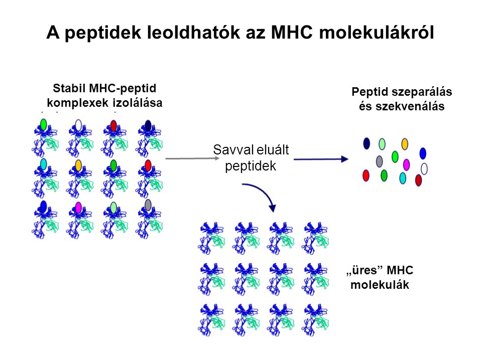 A peptidek leoldhatók az MHC molekulákról