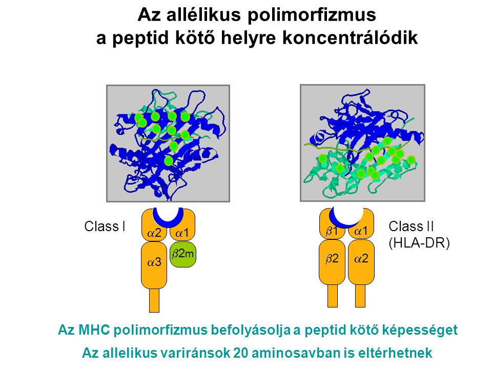 Az allélikus polimorfizmus a peptid kötő helyre koncentrálódik