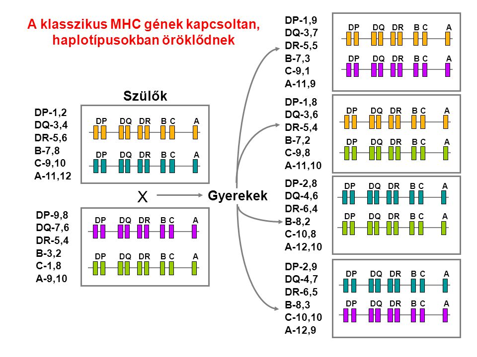 A klasszikus MHC gének kapcsoltan, haplotípusokban öröklődnek