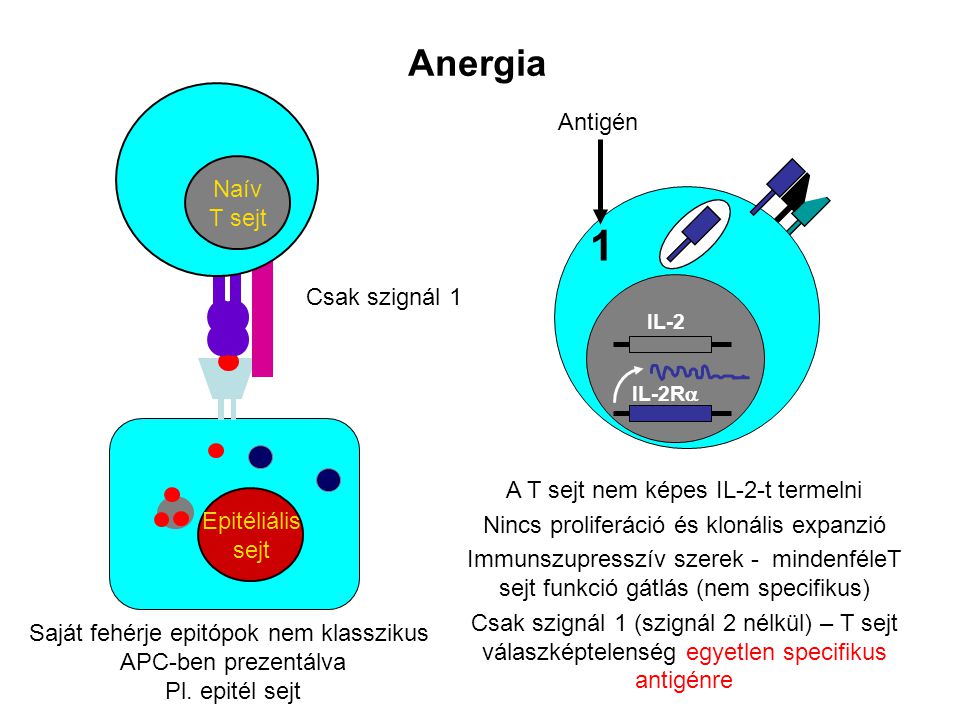 1 Anergia Antigén Naív T sejt Csak szignál 1