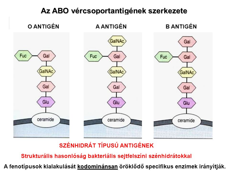 Az ABO vércsoportantigének szerkezete