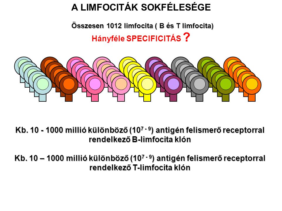 A LIMFOCITÁK SOKFÉLESÉGE Összesen 1012 limfocita ( B és T limfocita)