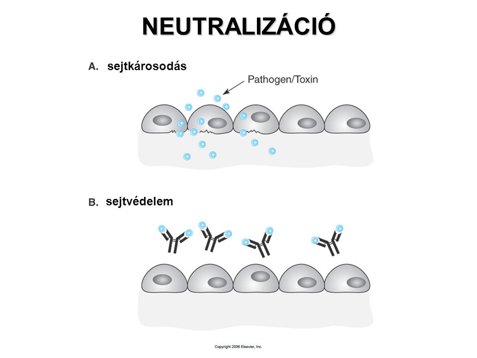 NEUTRALIZÁCIÓ sejtkárosodás sejtvédelem