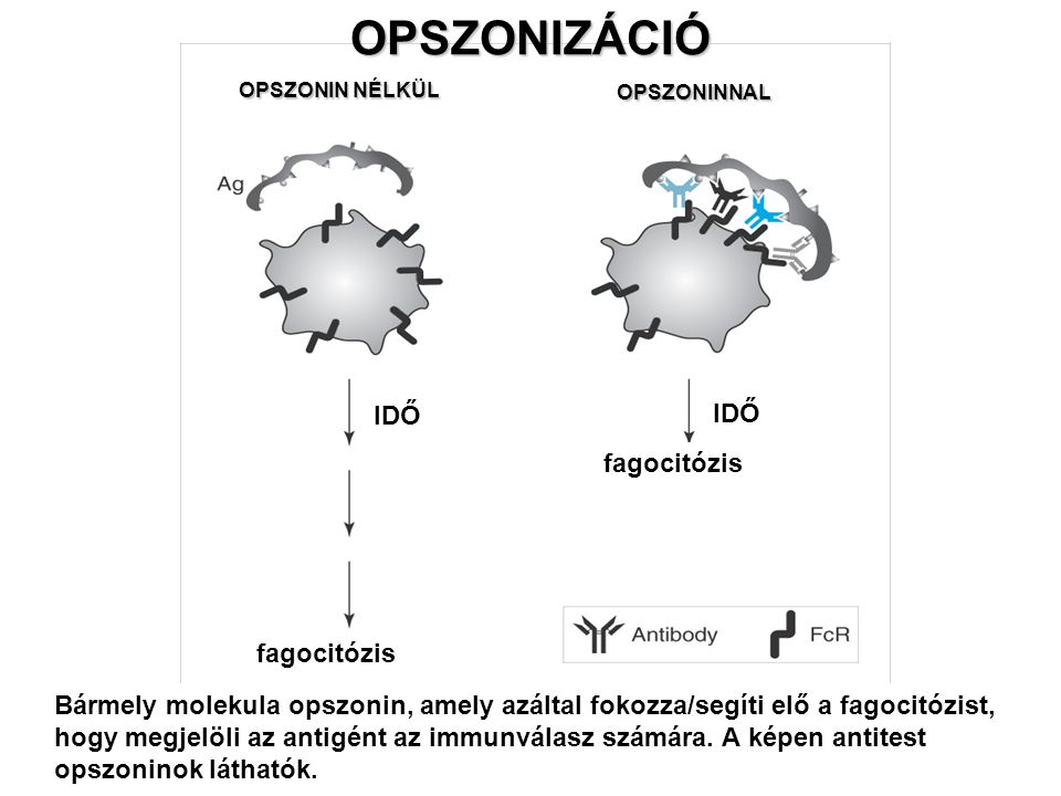 OPSZONIZÁCIÓ IDŐ IDŐ fagocitózis fagocitózis