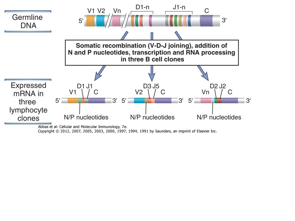 The process of V(D)J recombination at any Ig or TCR locus involves selection of one V gene, one J segment, and one D segment (when present) in each lymphocyte and rearrangement of these gene segments together to form a single V(D)J exon that will code for the variable region of an antigen receptor protein (Fig.