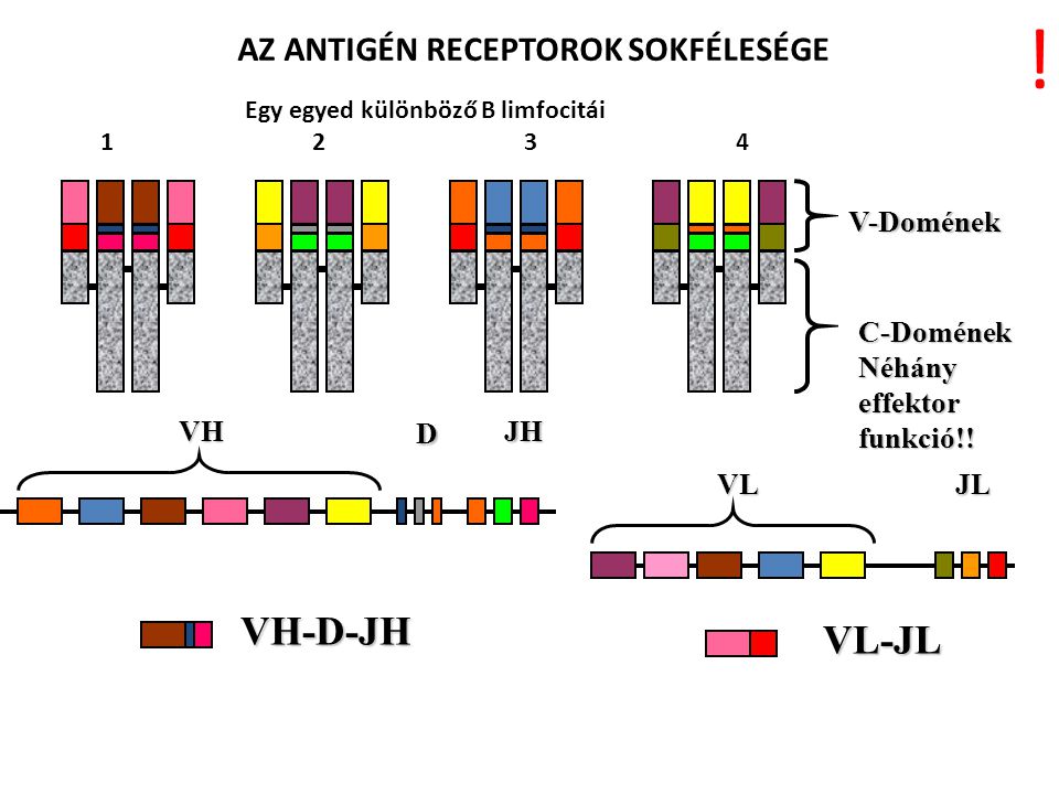 AZ ANTIGÉN RECEPTOROK SOKFÉLESÉGE Egy egyed különböző B limfocitái
