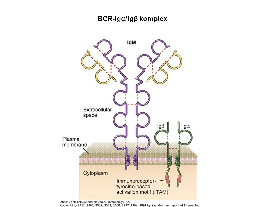 BCR-Igα/Igβ komplex