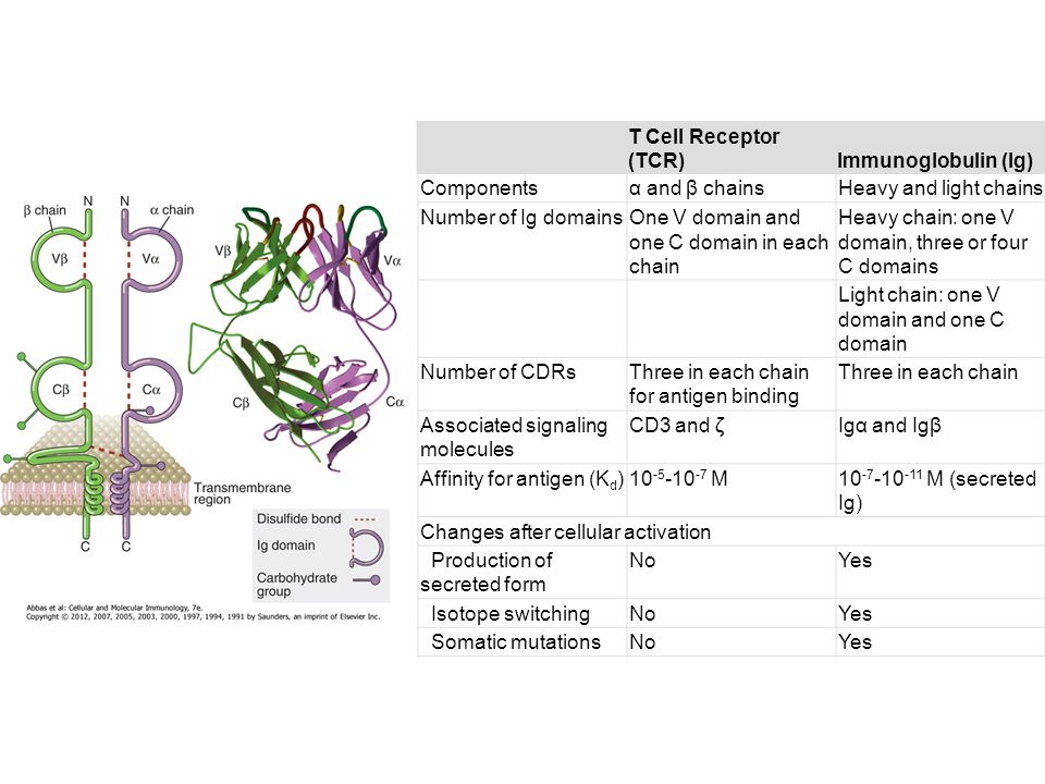 T Cell Receptor (TCR) Immunoglobulin (Ig) Components. α and β chains. Heavy and light chains.