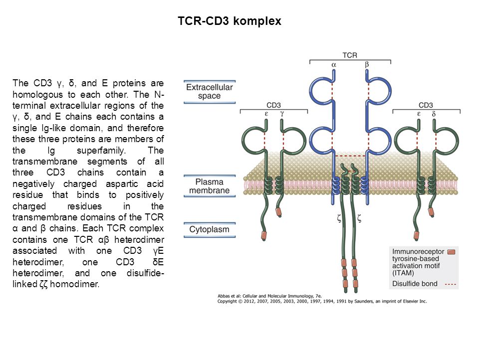 TCR-CD3 komplex